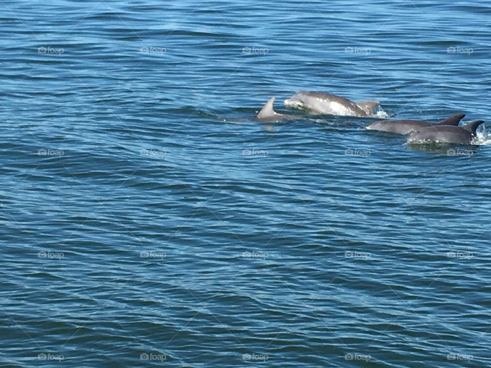 Dolphins love 