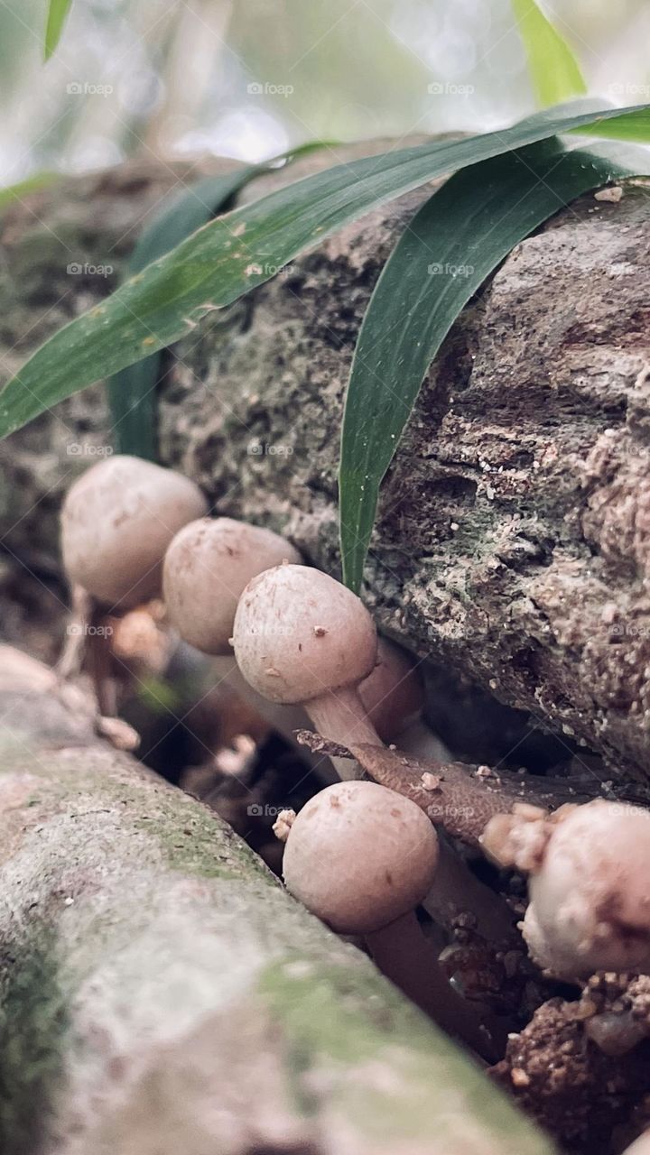 Fungus