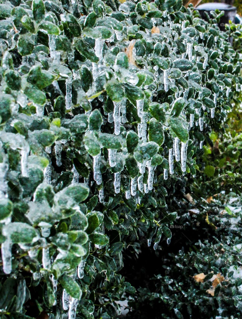 Icicles in bloom