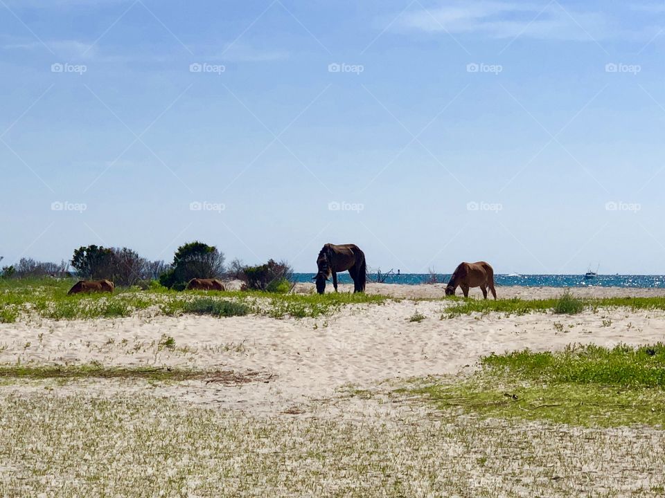 Ponies on the beach
