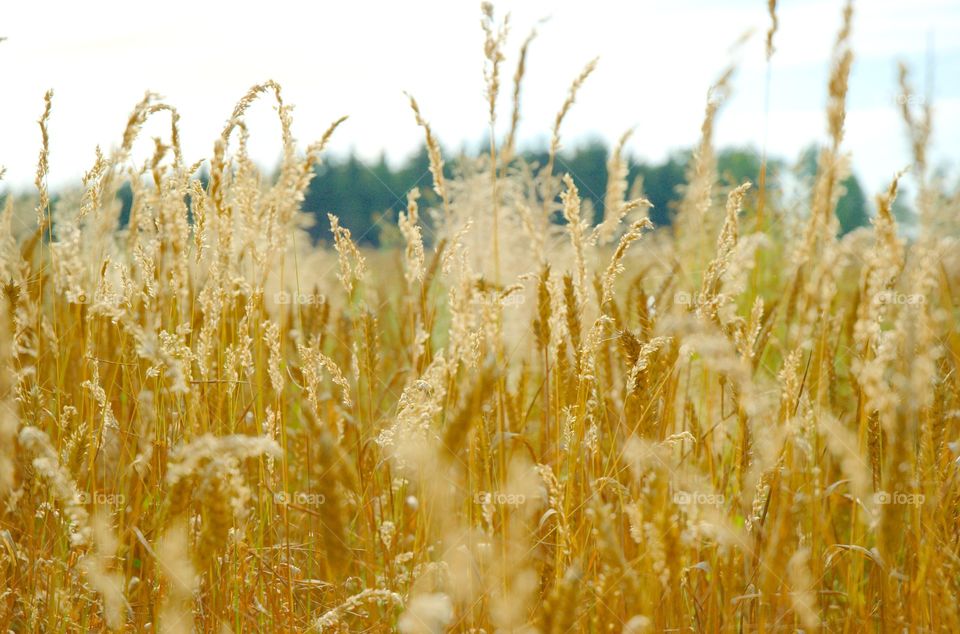 Closeup of a field of grain.