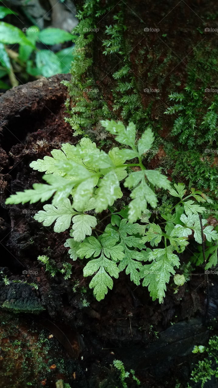 NATURE, ENVIRONMENT, FOREST, MOSS, FUNGI.