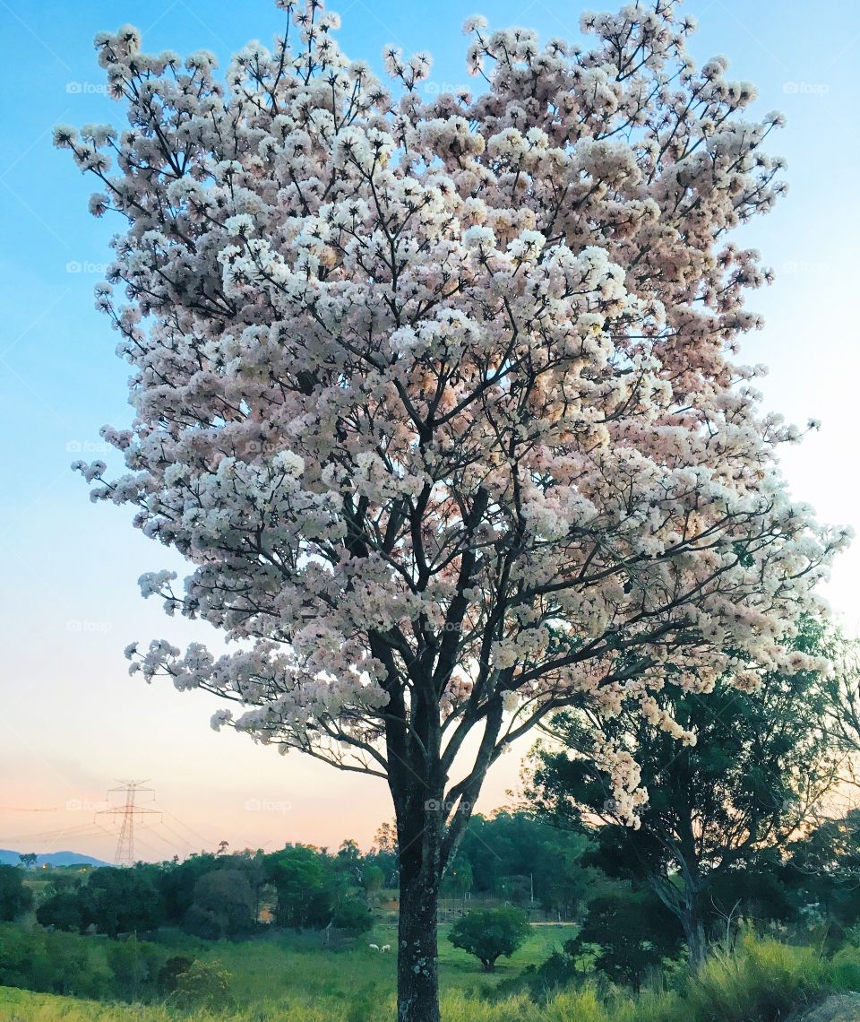 🇧🇷 Um ipê branco é bonito demais, e representa muito bem as Plantas do Brasil. Viva a nossa natureza! / 🇺🇸 A white ipe is too beautiful, and represents very well the plants of Brazil. Long live our nature!