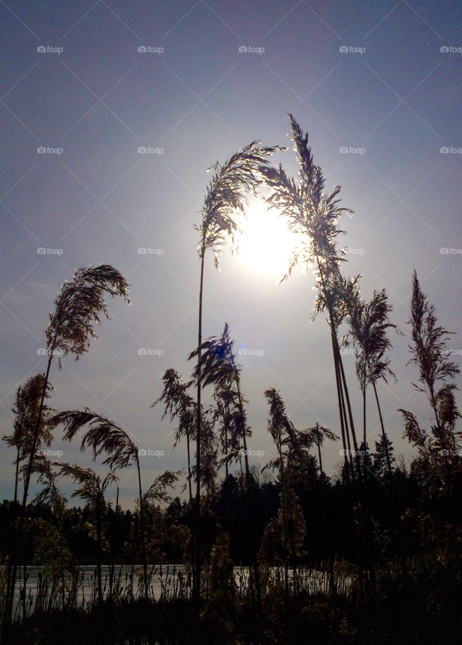 Sun behind grasstraws. Sun behind grasstraws