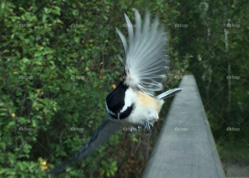 Chickadee 