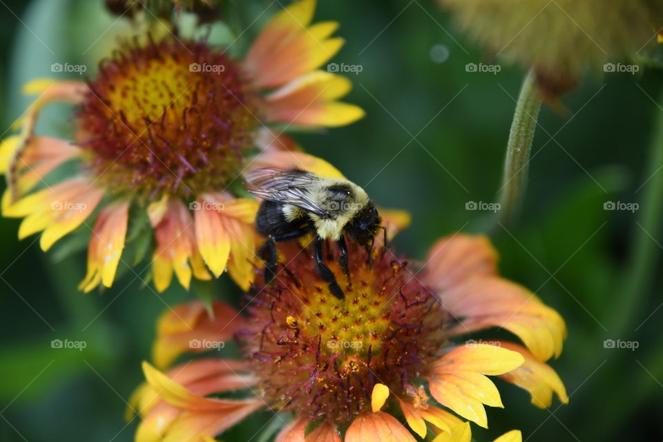 bumble bee on flower