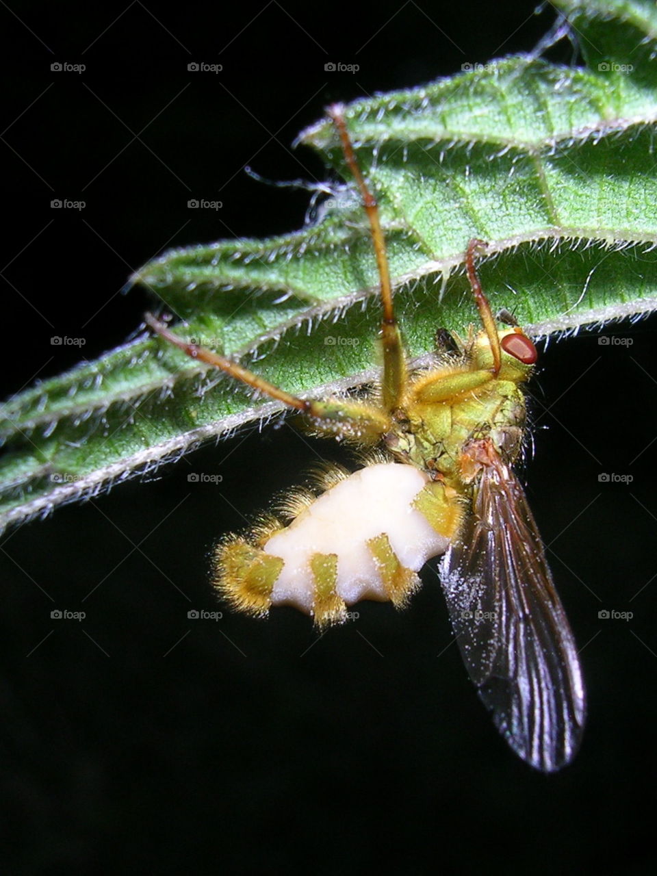 Fatal attraction. Looking good, but deadly