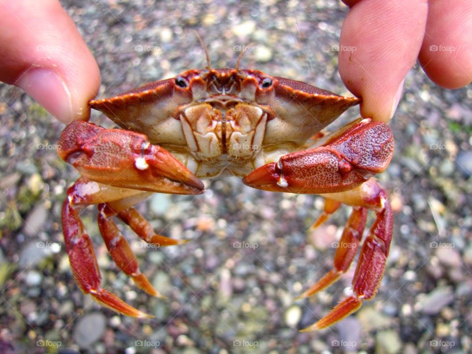 Crab