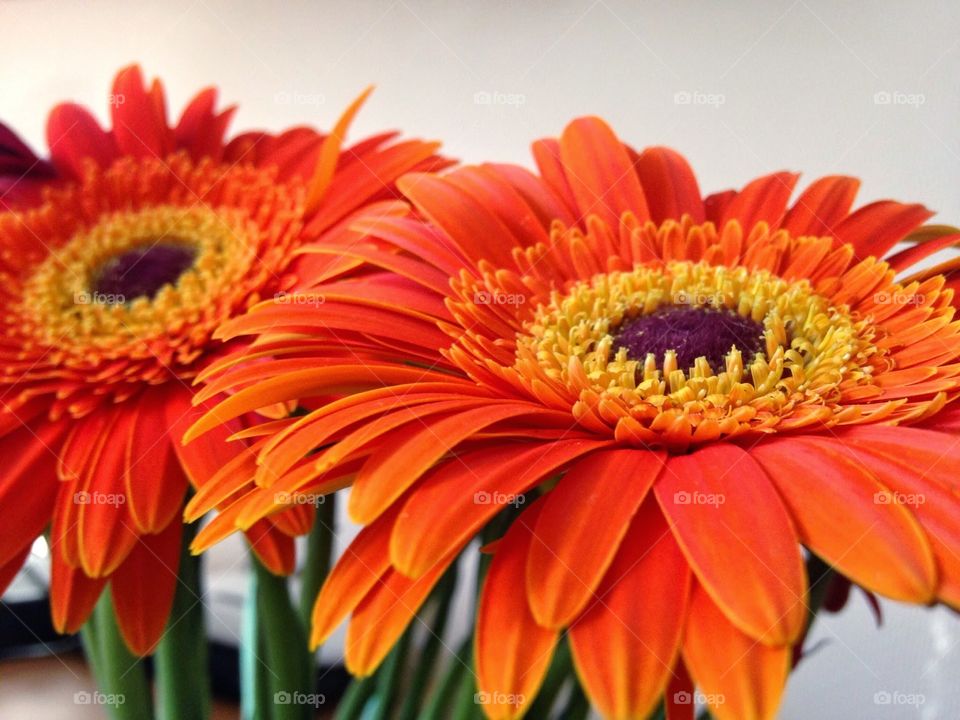 Gerbera flowers