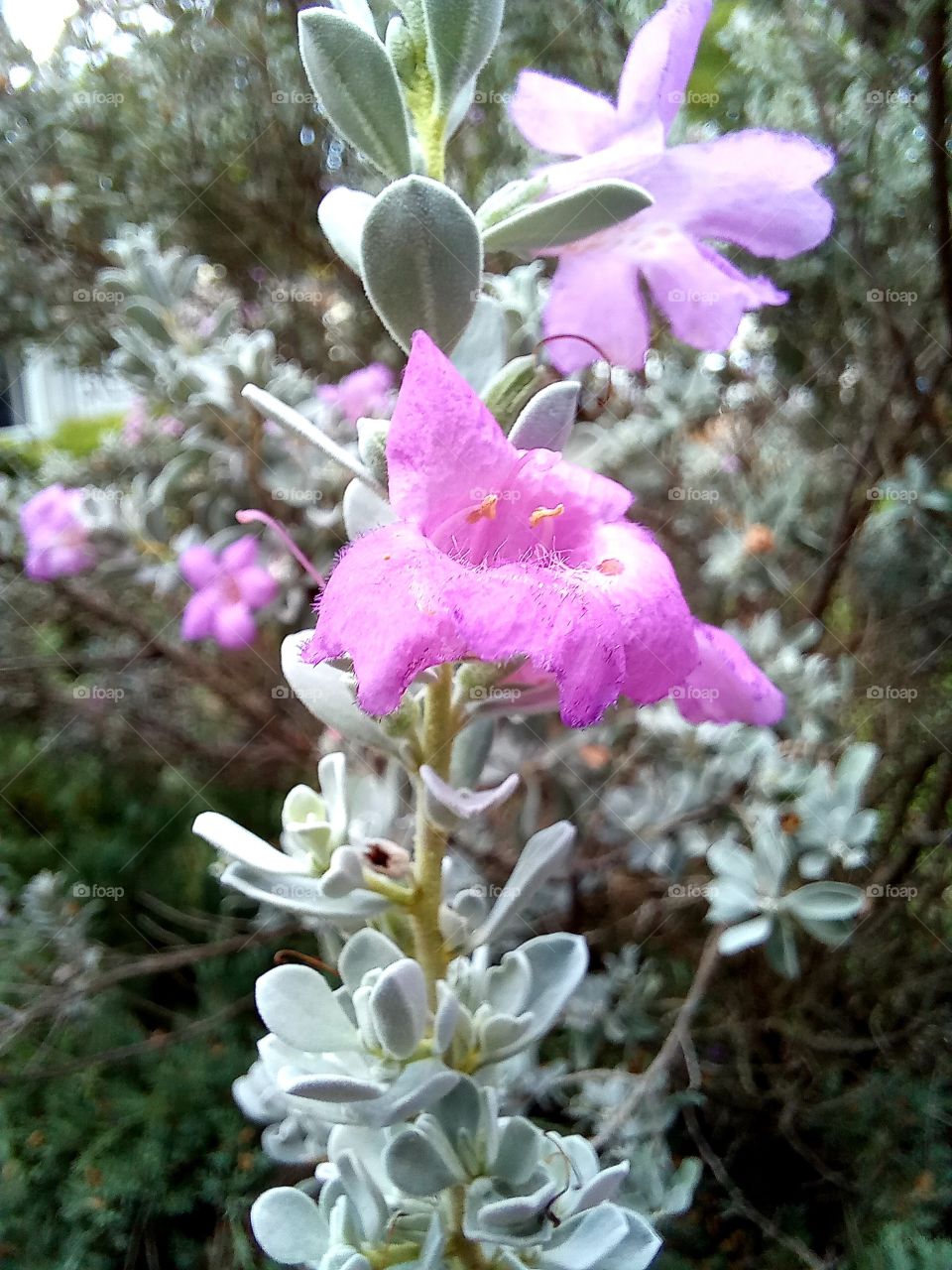 Leucophyllum candidum