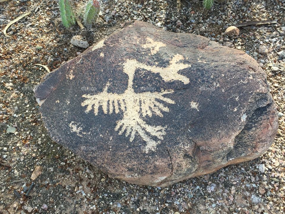 Desert Botanical Garden 