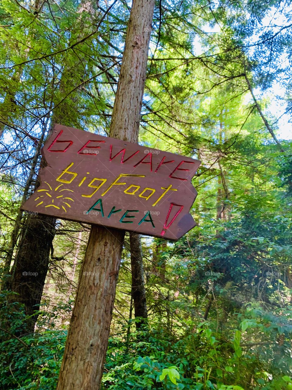 Redwood forest