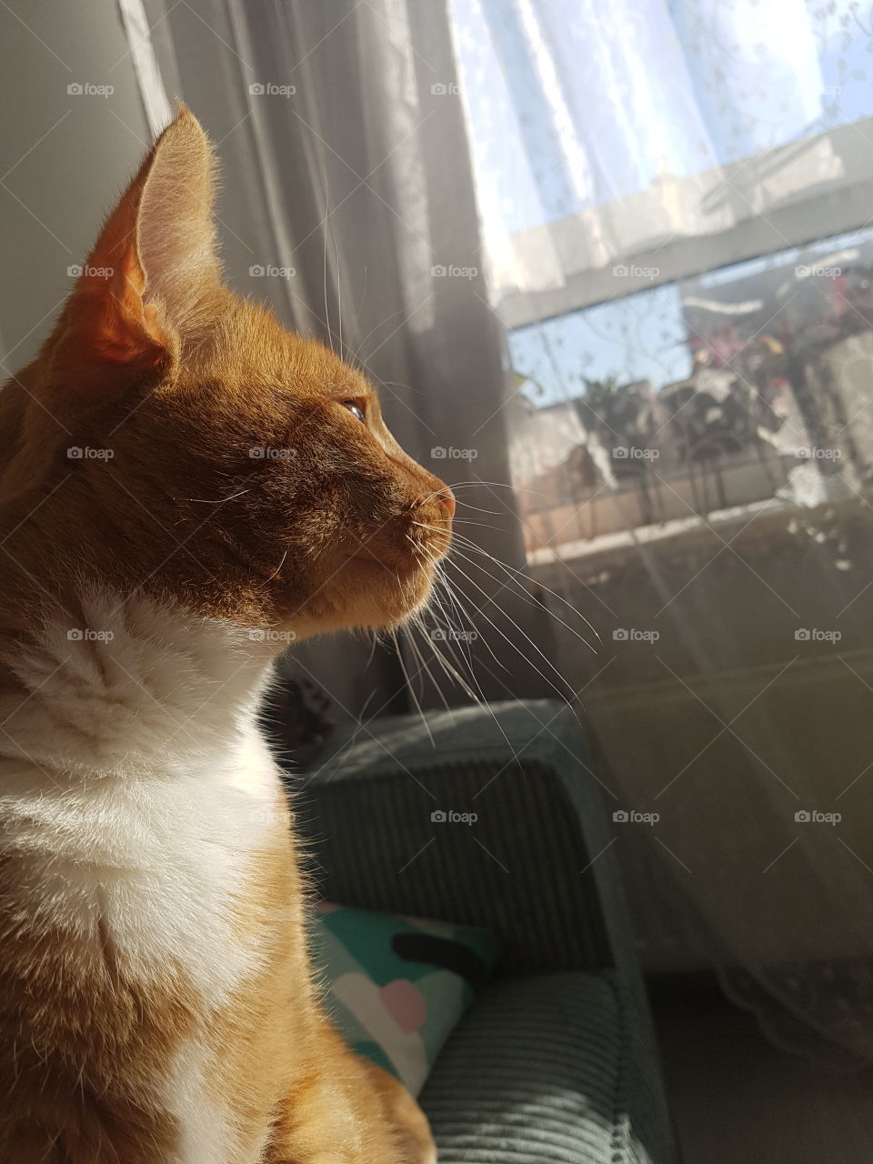 my red cat enjoying himself in the sun.