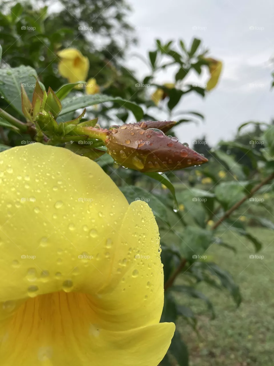 Yellow blossom