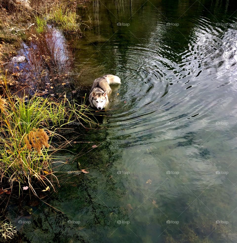 Dog is gorgeous but terrible fishing buddy