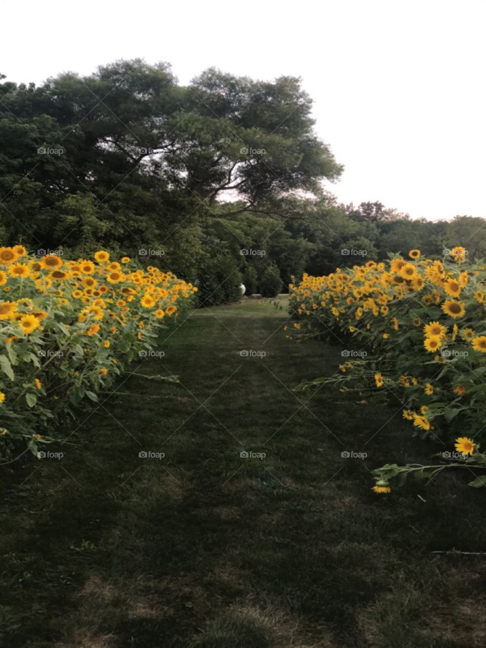 A gorgeous and cheerful patch of sunflowers split in the middle by a perfect grassy pathway. 