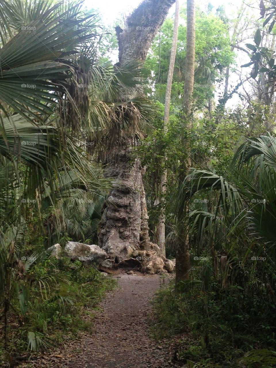 Highland Hammock State Park