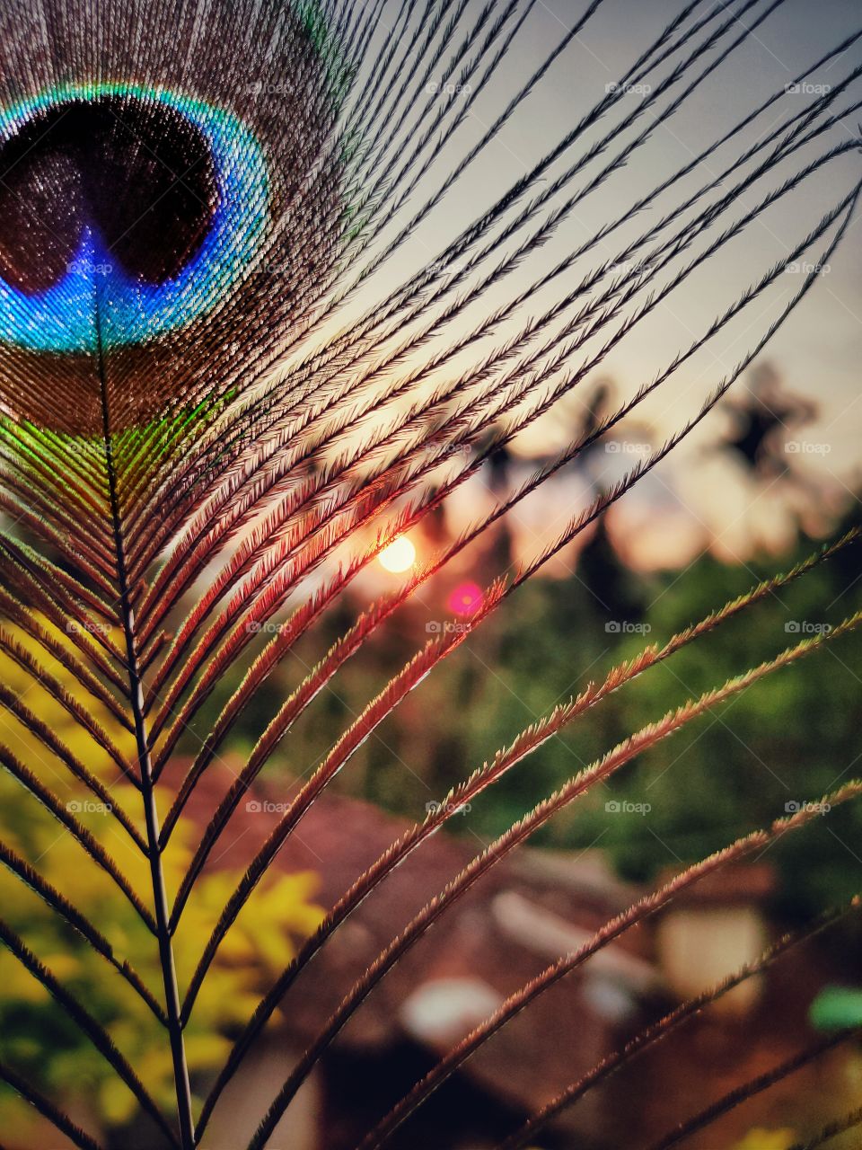 Peacock feather
