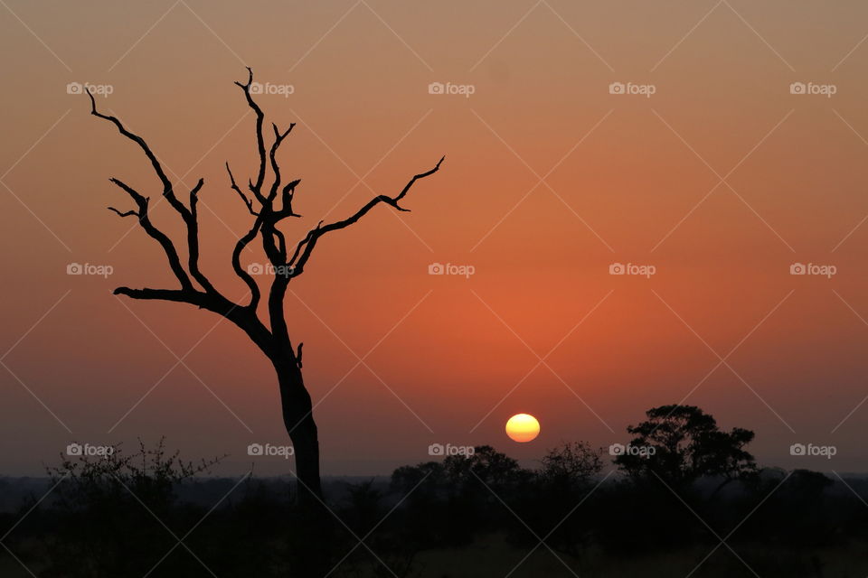 Desolate sentinel - dead tree silhouetted on the African plains