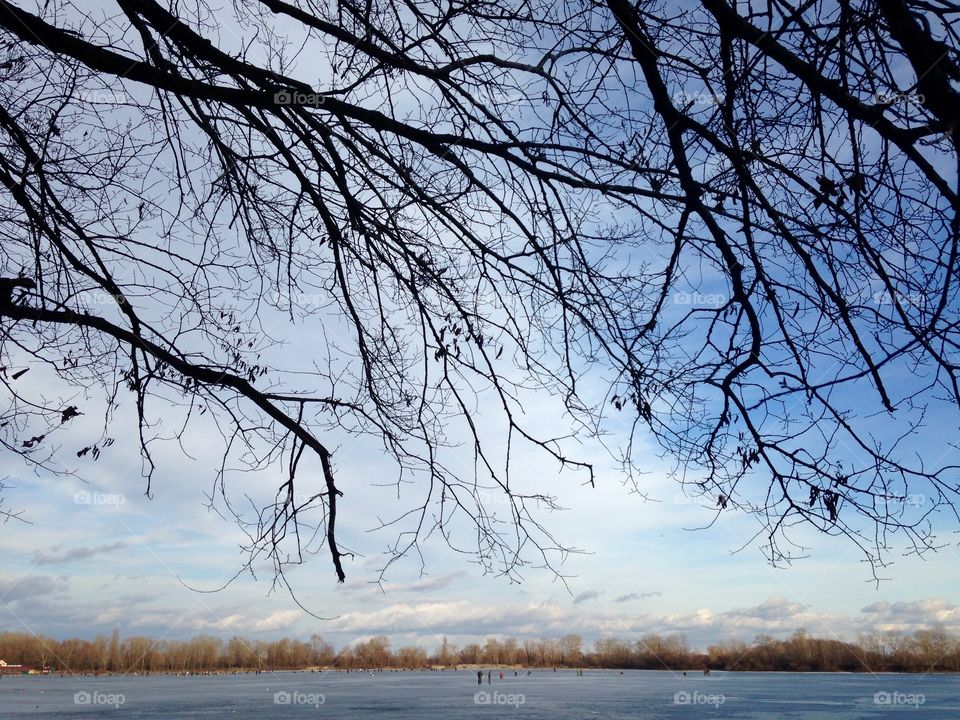 Tree, Landscape, Winter, Wood, Nature