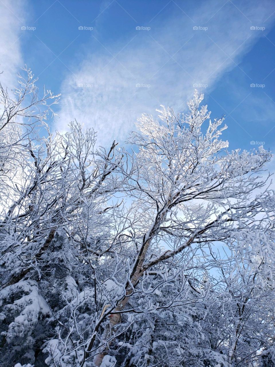 Snow trees 2