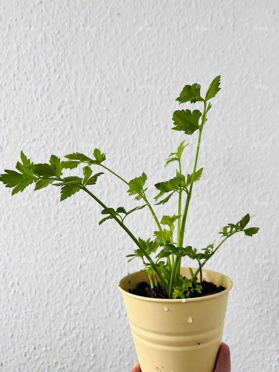 Regrowing the greens of a celery in a pot.