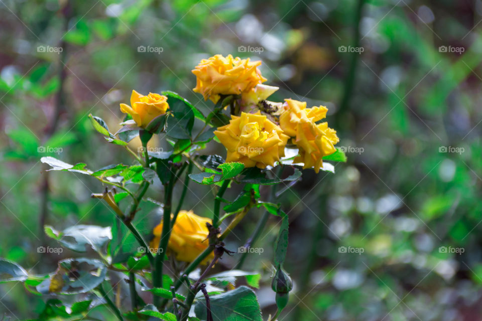 Yellow rose 