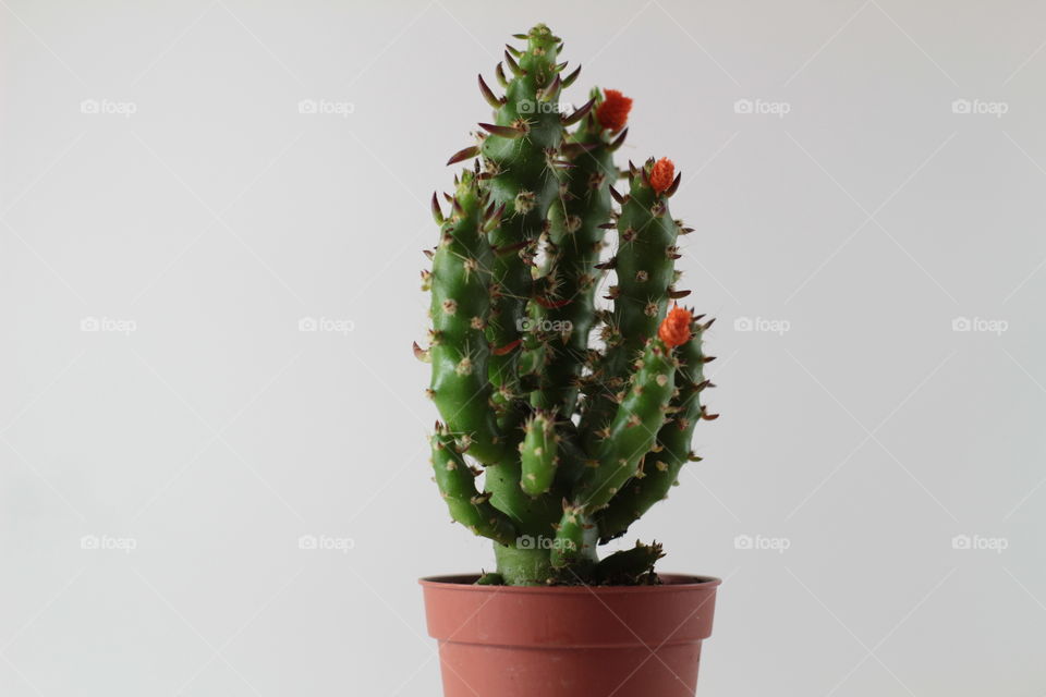 vector cactus