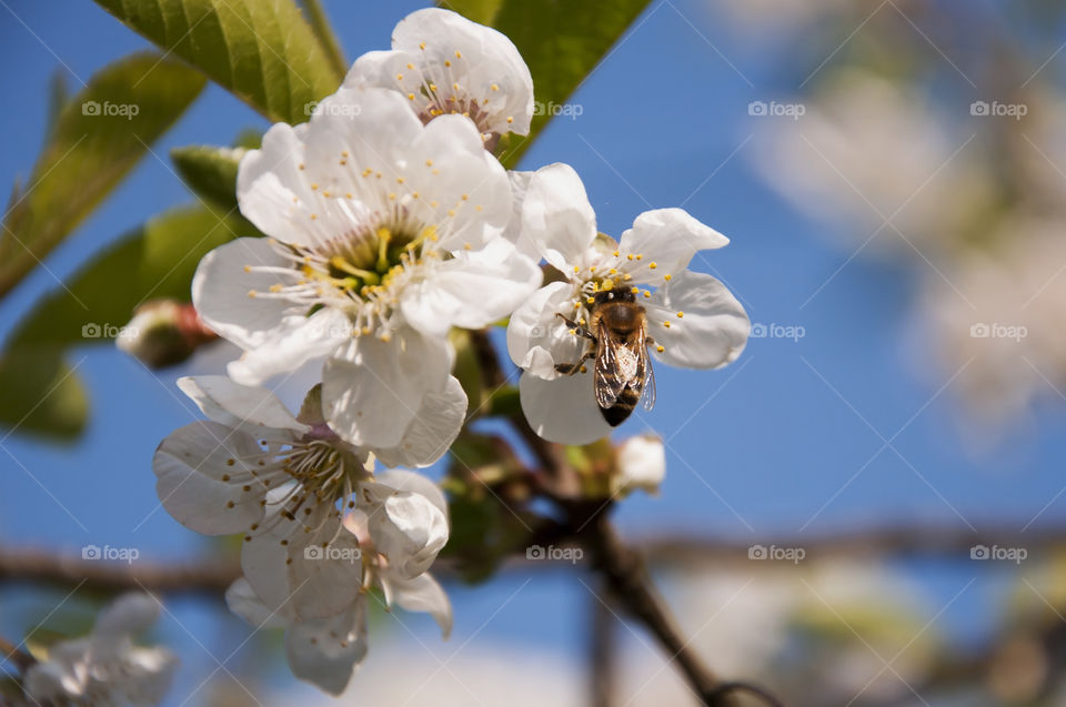 While I was taking pictures of blossoming trees I stumbled upon this busy worker