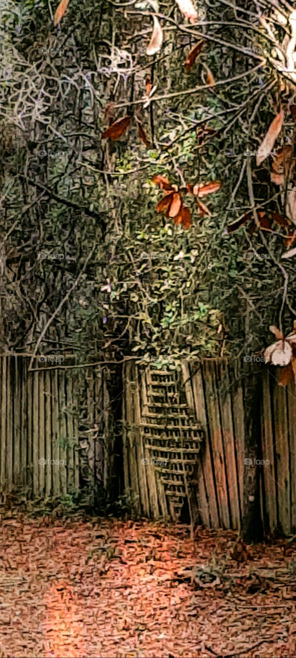 foap mission world of shadows and silhouettes wooden fence in shadows of trees