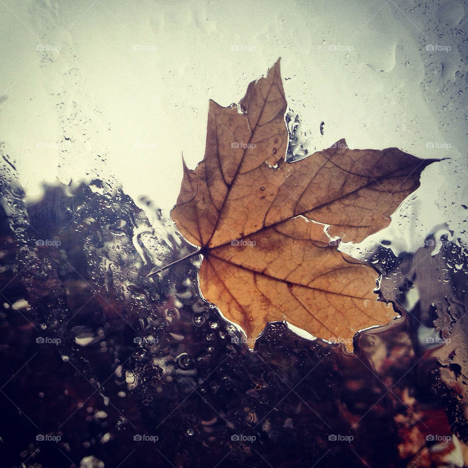 Dont LEAF me out in the rain.