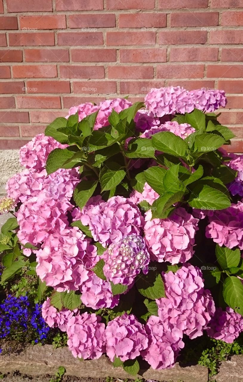 Pink hydrangea in formal garden