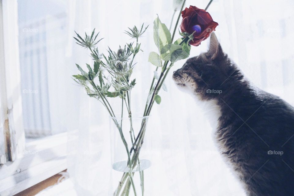 Favorite spot at home is by the fresh flowers and my cat in the living room 