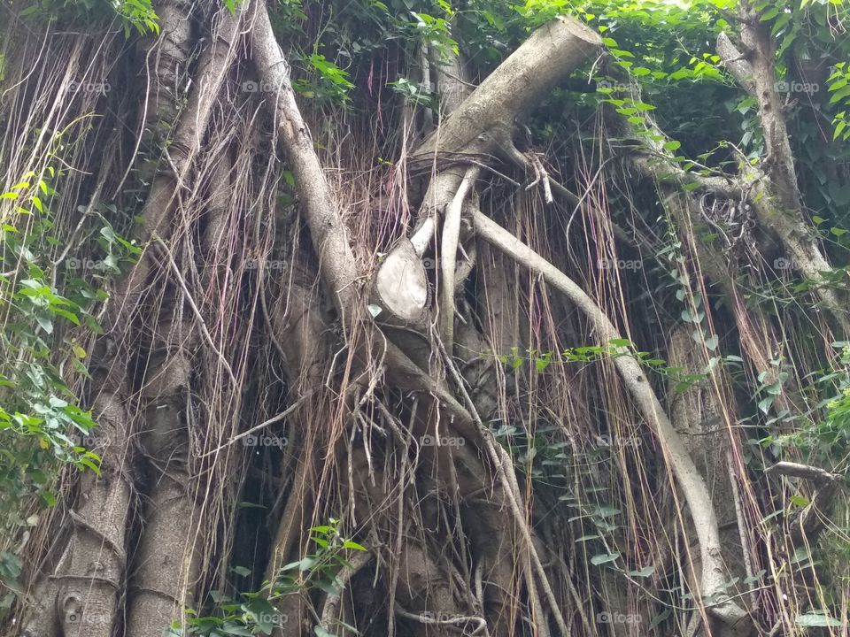 Jungle Face In The City