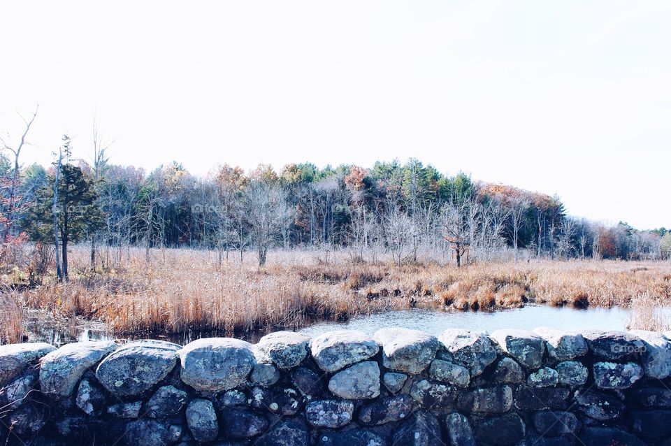 Winter, Tree, Nature, Landscape, Snow