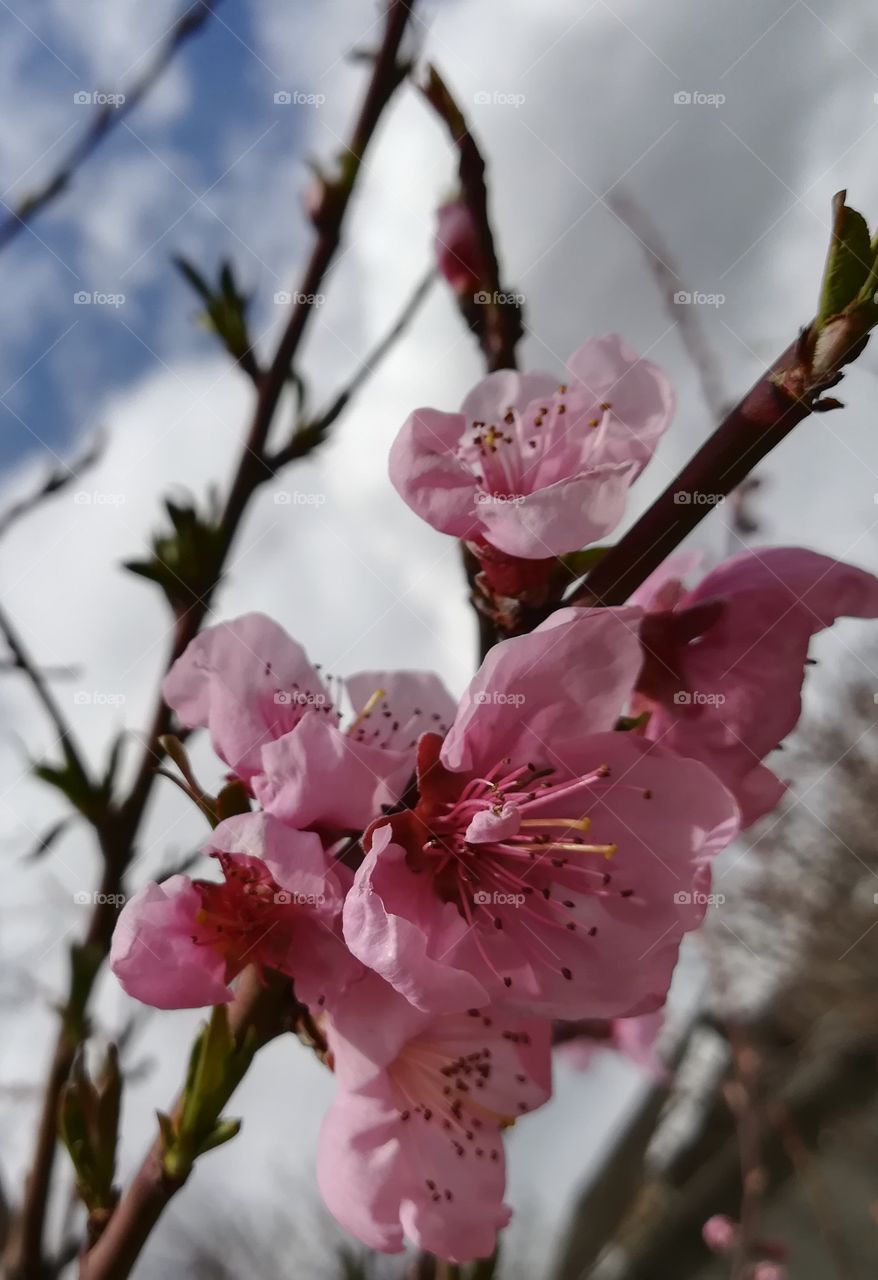 Peach blossoms 