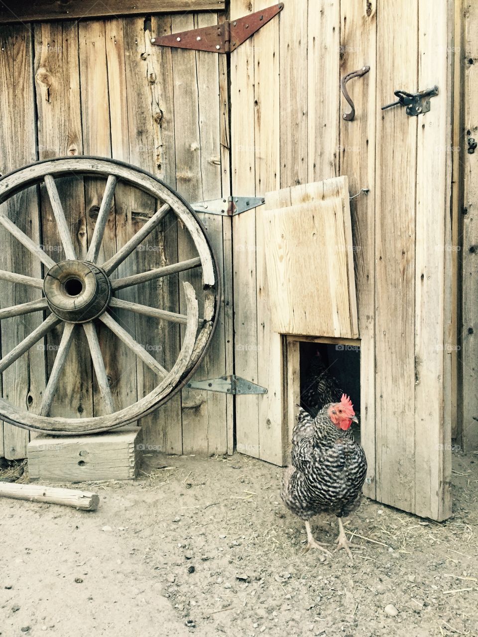 Chicken in the Barnyard . A chicken standing in an old barnyard