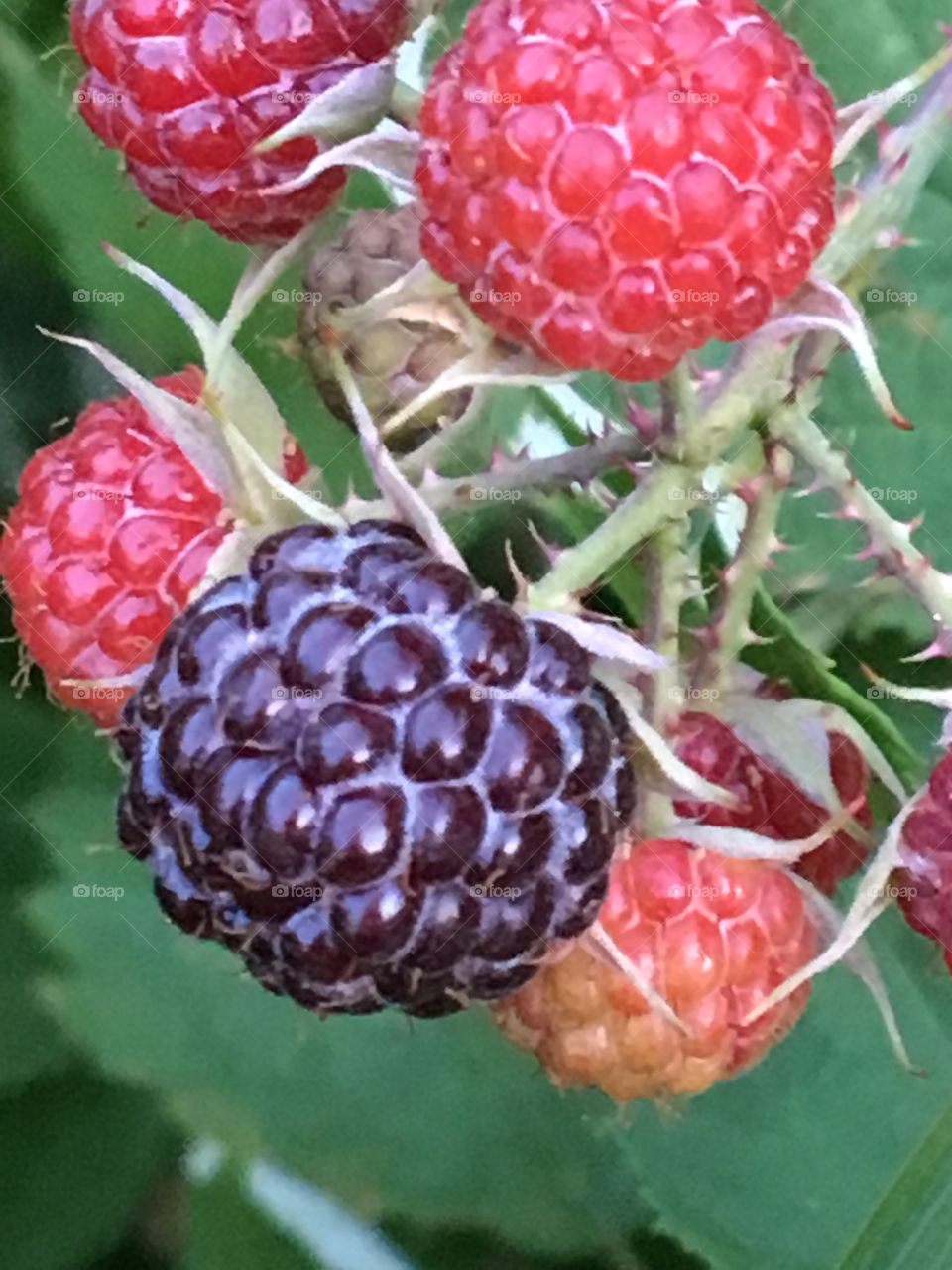 One ripe wild blackberry 