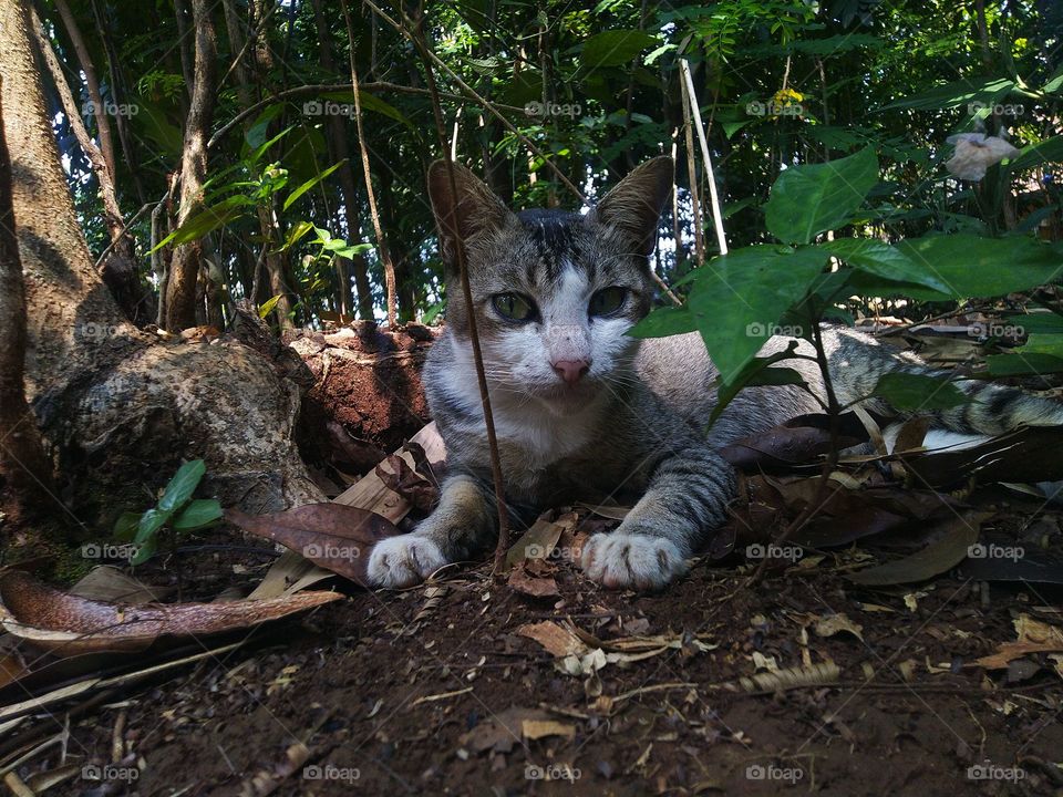 The stray cat is sitting behind the plant