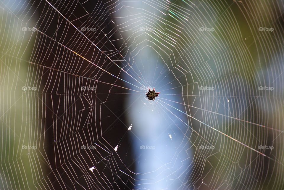 spider web