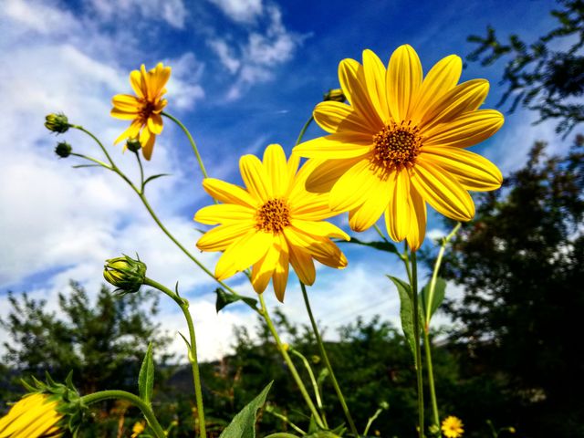 flower