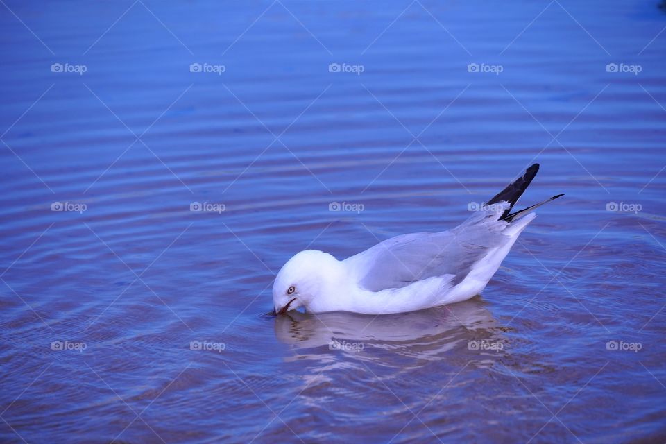 Black-billed Gull #3