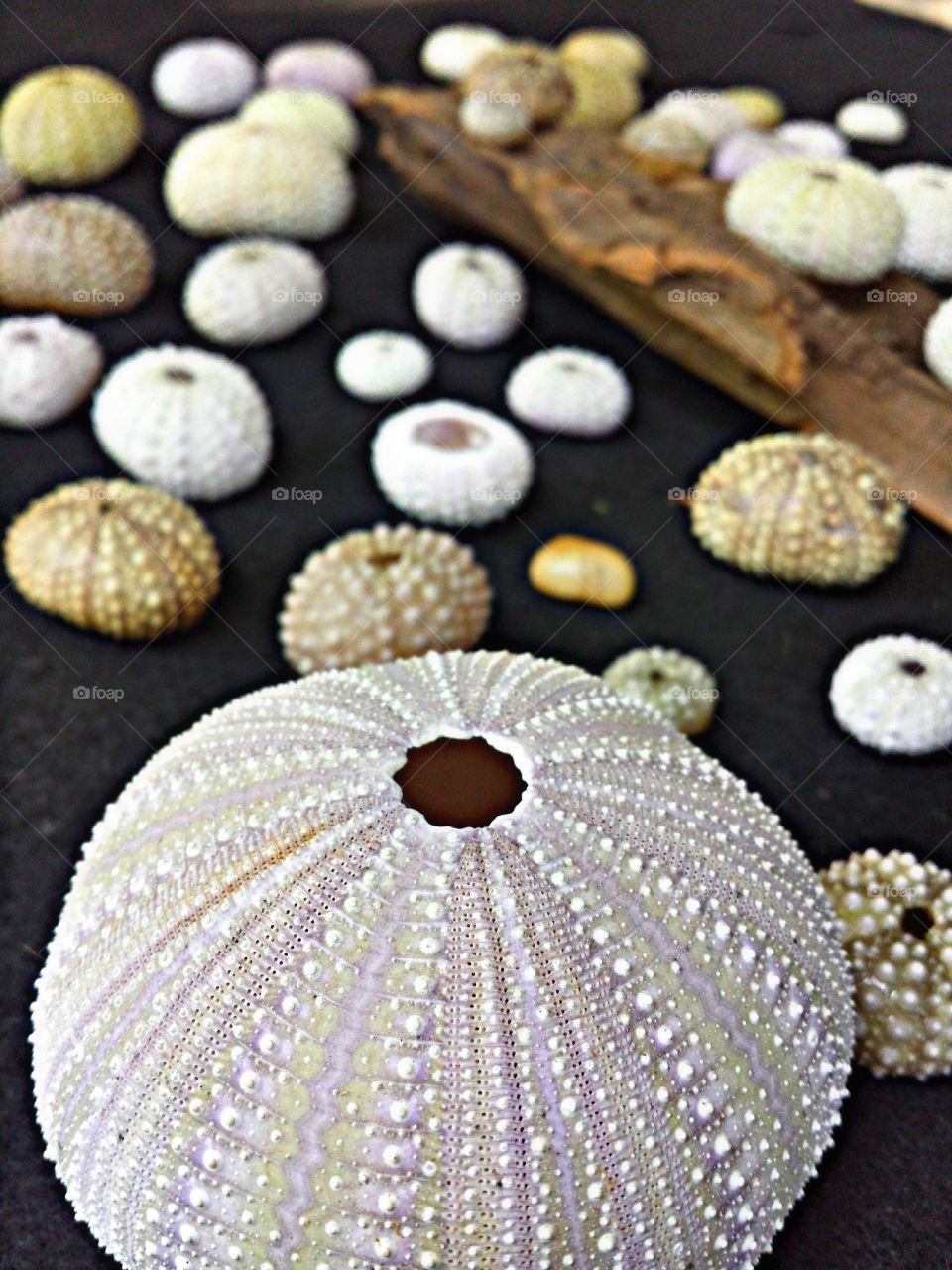 Close-up of sea urchin