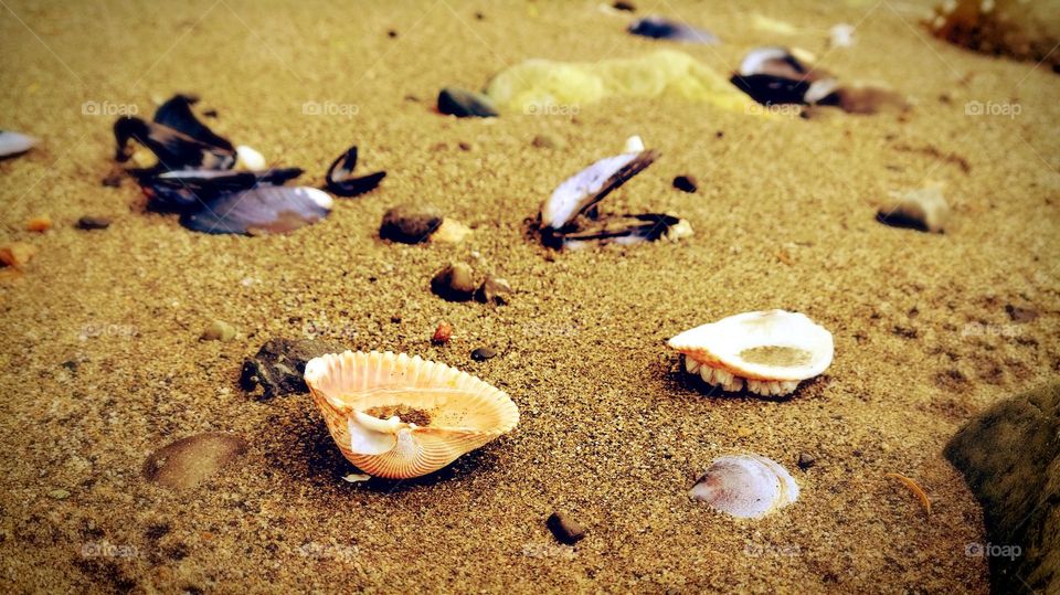 seashells