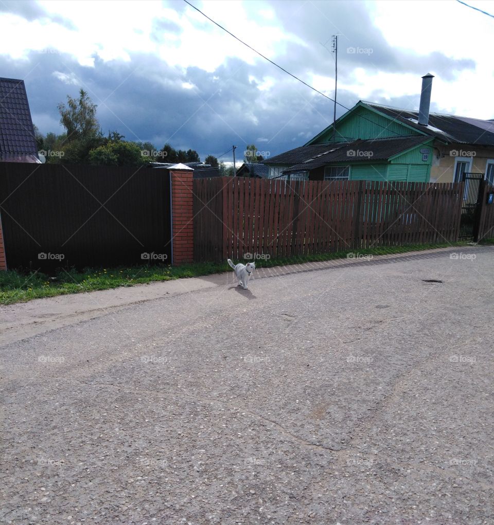кот гуляет по дороге