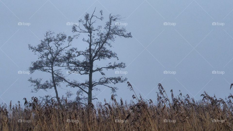 landscape in the fog