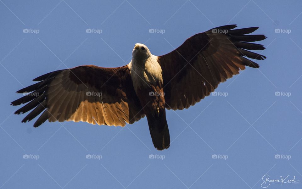 Brahminy kite, Munnar, India.
