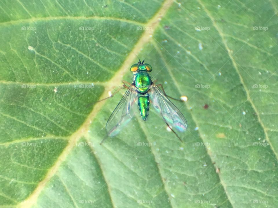 Green fly 