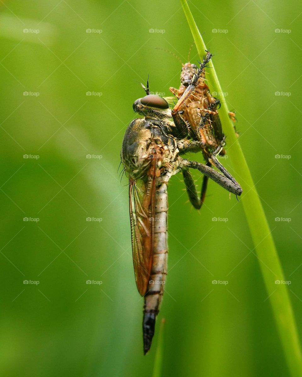 robberfly with prey