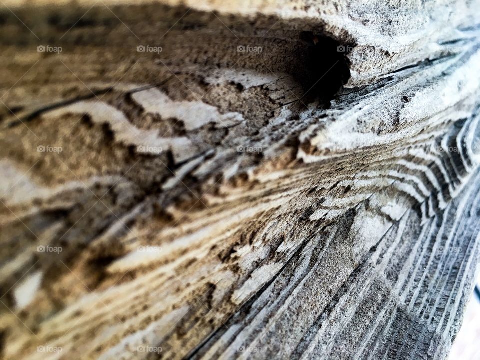 Drift wood